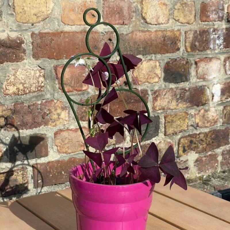 Tuteur plante design Toto – Support 3D déco 30 cm | Imprimer-en-3D